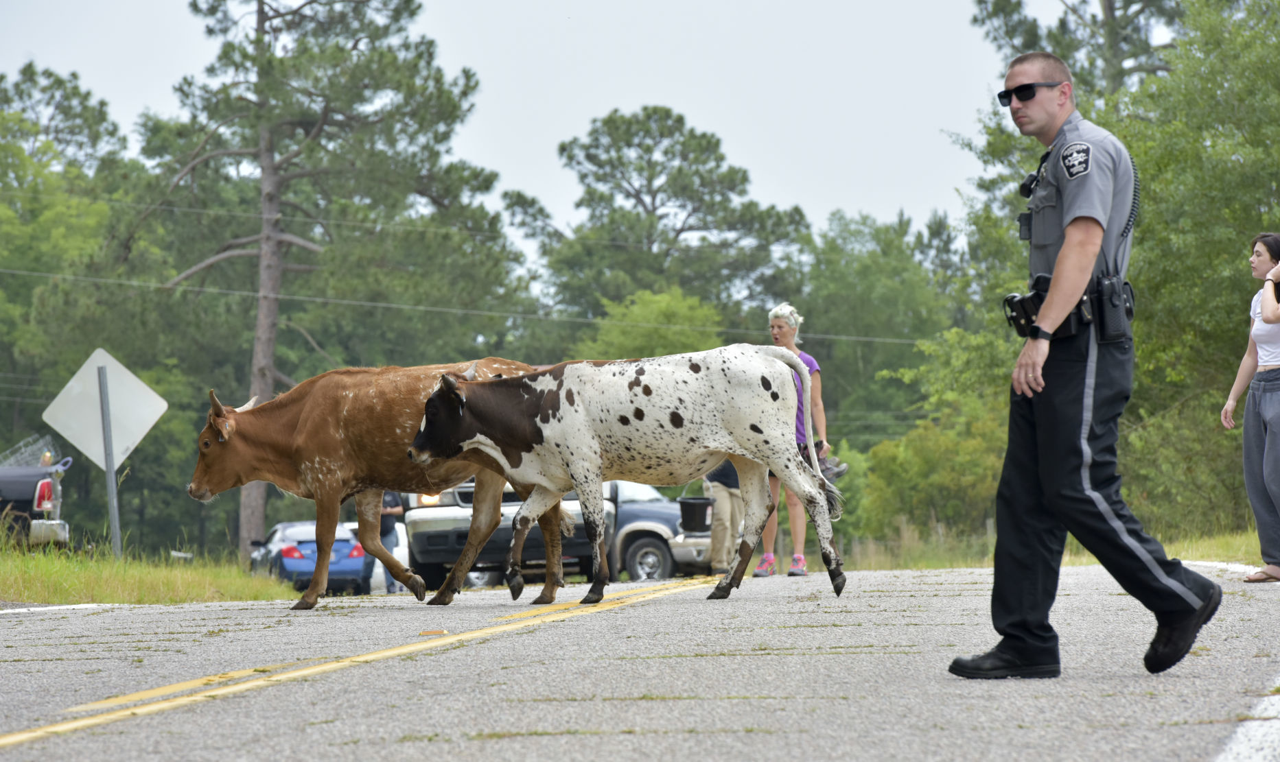 Cattle on the Loose